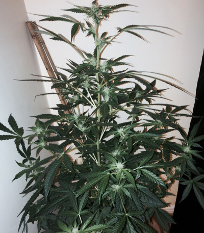 Семена сорта Wipeout Express Auto fem (Heavyweight Seeds)