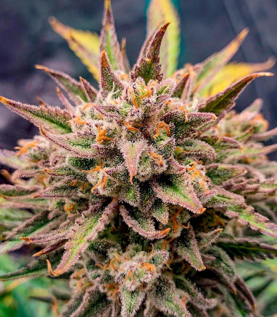 Семена сорта Z-Up Auto fem (FastBuds)