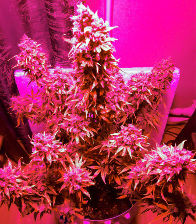 Семена сорта Gorilla Glue Auto fem