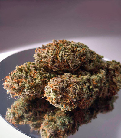 Семена сорта Grandaddy Purple fem