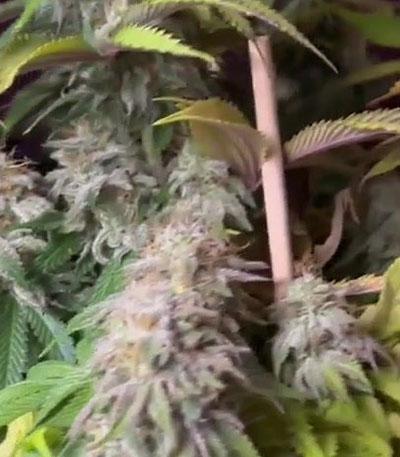 Семена сорта Papaya Sherbet fem (FastBuds)