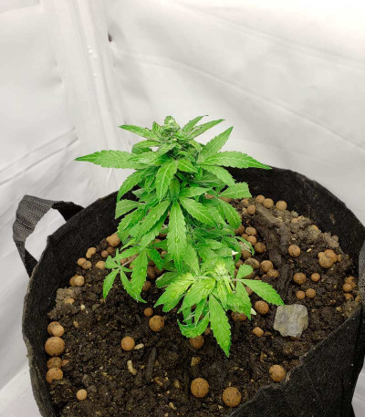 Семена сорта Jock Horror Automatic fem (Nirvana Seeds)