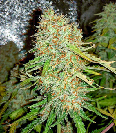 Семена сорта Auto Gorilla Blue fem (Advanced Seeds)