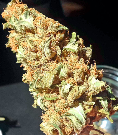 Семена сорта Baby Boom Auto fem