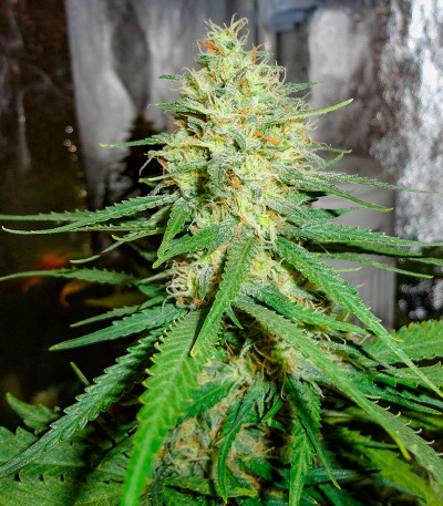 Семена сорта Critical XXL fem (Herbies Seeds)