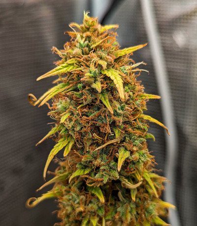 Семена сорта Grape Kong Auto fem от Семяныча