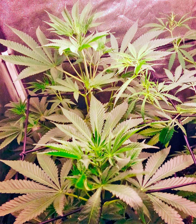 Семена сорта Karamelo (Kreamy Karamel) fem