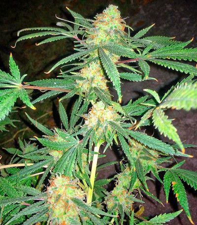 Семена сорта Kritikal-K fem