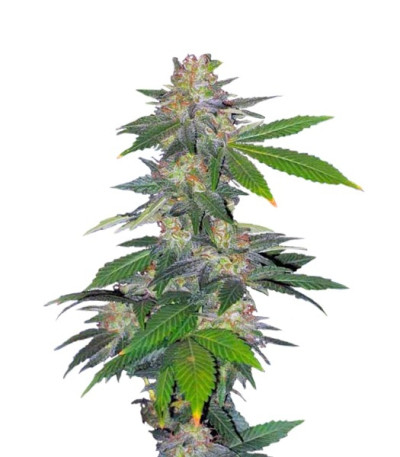 Семена сорта Auto Northern Hog fem