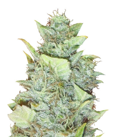 Семена сорта Bubba Gum Auto fem (Dr. Krippling Seeds)