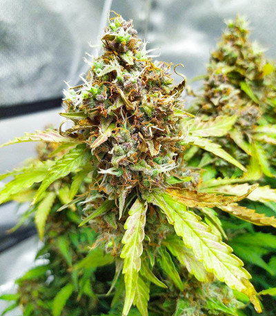 Семена сорта Animal Face Auto fem (Cali Buds Seeds)