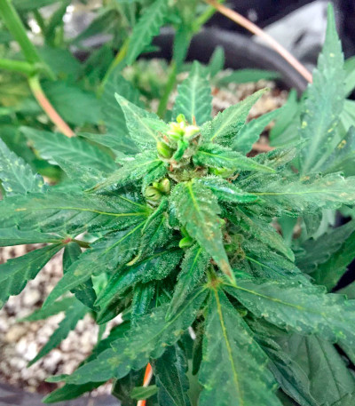 Семена сорта Blue Dream Auto fem (Humboldt Seeds)