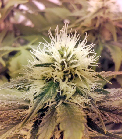 Семена сорта Raspberry Cough fem (Nirvana Seeds)