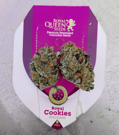 Семена сорта Royal Cookies fem (Royal Queen Seeds)