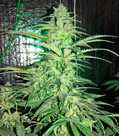 Семена сорта Strawberry Cake fem (Heavyweight Seeds)