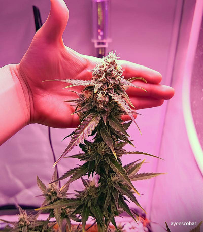 Семена сорта Gelato fem (Семяныч)