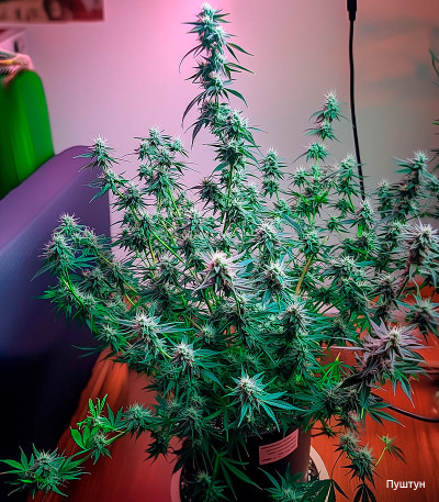 Семена сорта Auto Ak 2 fem (Семяныч)