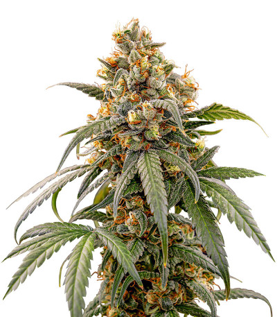 Семена сорта Papaya Zoap F1 Fast Version fem (Sweet Seeds)