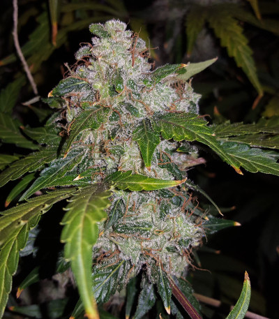 Семена сорта Auto White Widow fem (Pyramid Seeds)