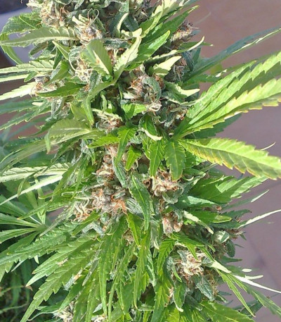 Семена сорта Red Purps fem (Female Seeds)