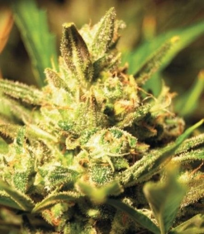 Семена сорта Super Critical Auto (Green House Seeds)