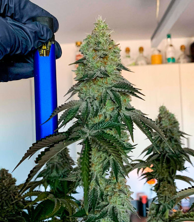 Семена сорта White Wedding RBX fem (Ethos Genetics)