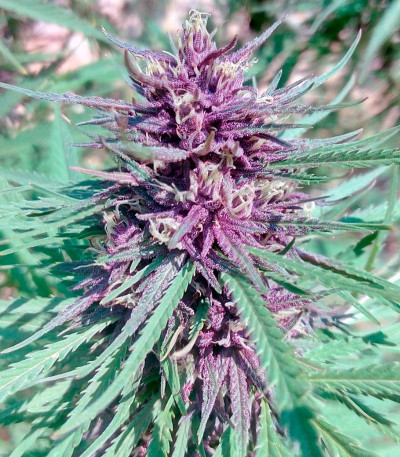 Семена сорта Purple #1 reg (Dutch Passion)