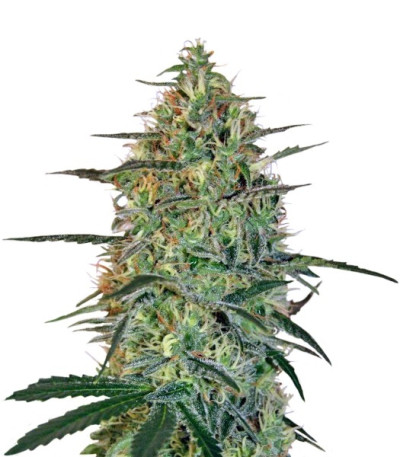 Семена Malana Bomb Auto шишки