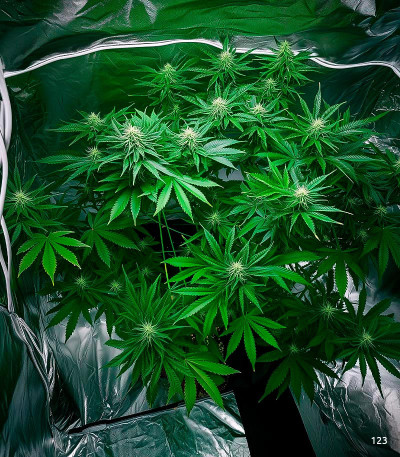 Семена сорта Gorilla Auto fem (Семяныч)