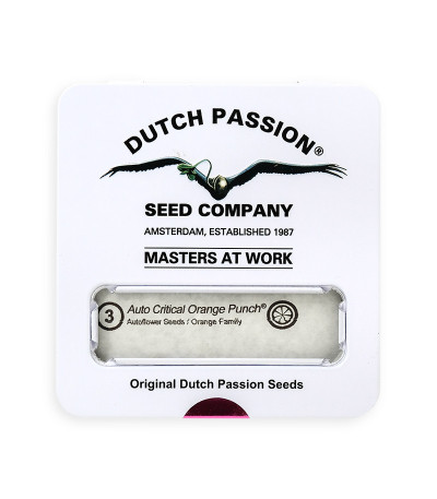 Семена сорта Auto Critical Orange Punch fem (Dutch Passion)