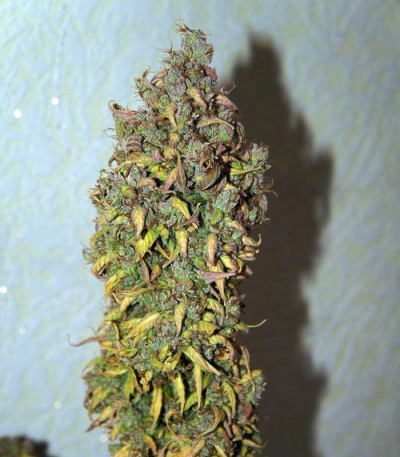 Семена сорта C4 auto fem