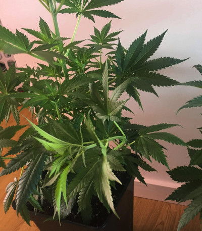 Семена сорта Critical Neville Haze 2.0 fem (Delicious Seeds)