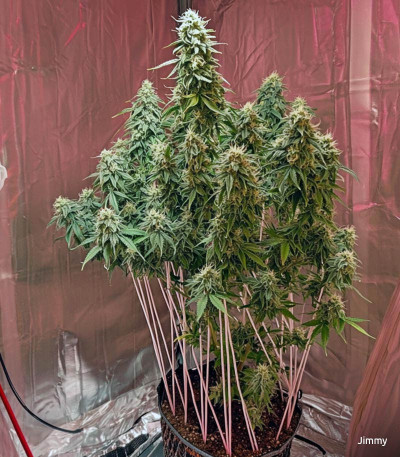 Семена сорта Wedding Cake fem (Семяныч)