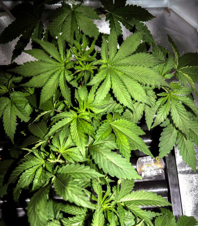 Семена сорта Sweet Valley Kush fem (Green House Seeds)