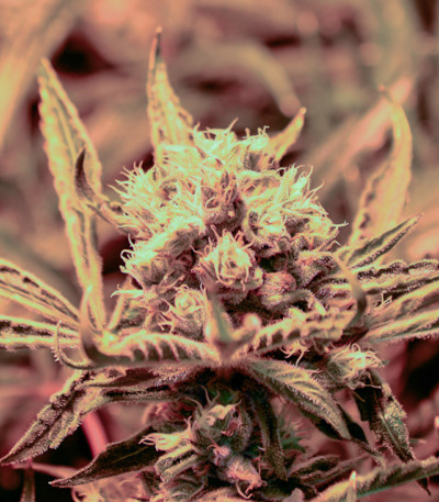 Семена сорта Peyote Critical fem (Barney's Farm)