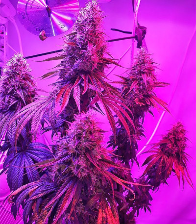 Семена сорта Royal Gorilla (Royal Queen Seeds)