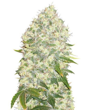 Семена сорта White Widow fem (Bulk Seed Bank)