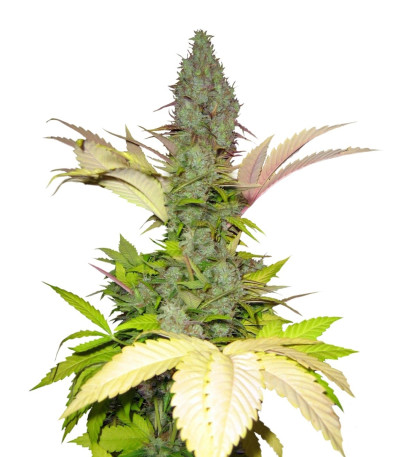 Семена сорта White Widow regular (Nirvana Seeds)