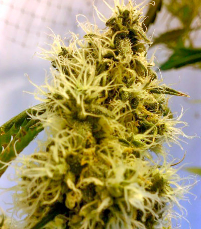 Семена сорта Big Band fem