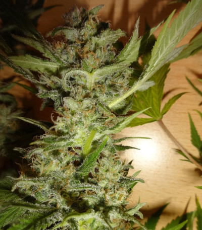 Семена сорта Bubblegum XL fem (Royal Queen Seeds)
