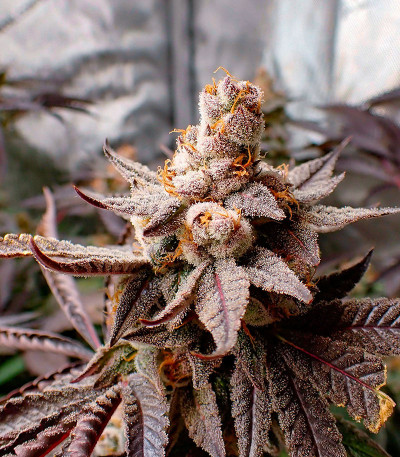 Семена сорта Jelly Donutz Auto fem от Humboldt Seed Company