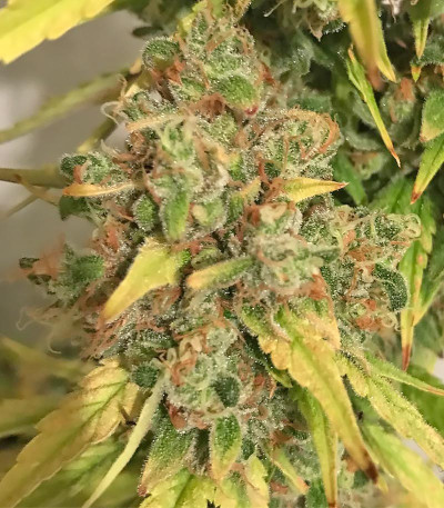 Семена сорта Kali & the Chocolate Factory fem (KFC Seeds)