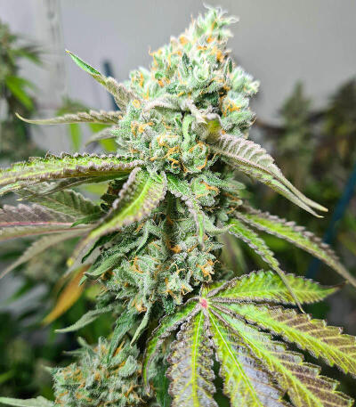 Семена сорта Triple G fem (Royal Queen Seeds)