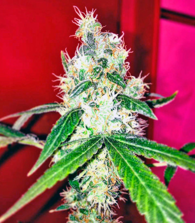 Семена сорта Indigo Berry Kush fem (Sweet Seeds)