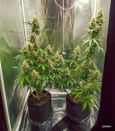 Семена сорта Auto Ak (Auto Ak 47) fem (Семяныч)