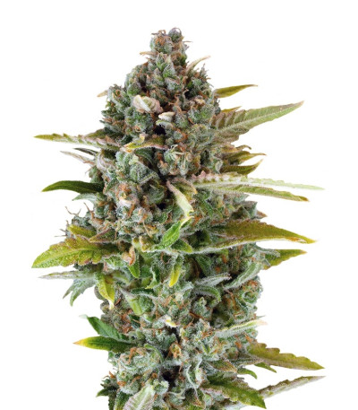 Семена сорта Critical Cheese fem (Dinafem Seeds)