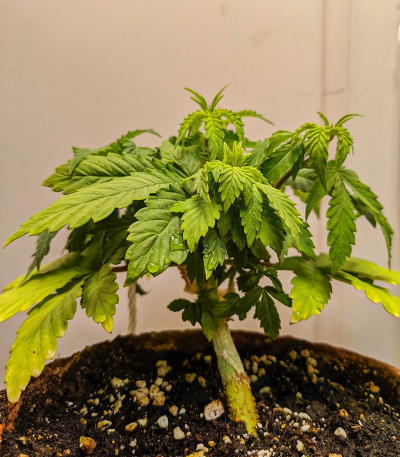 Семена сорта White Widow fem (Семяныч)