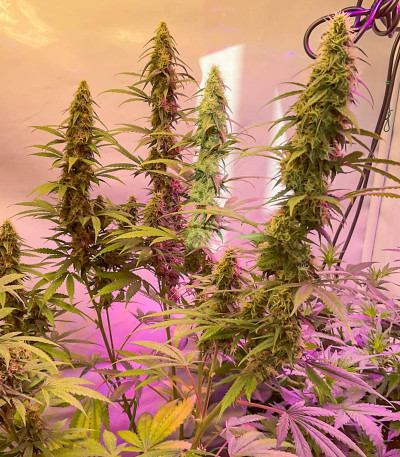 Семена сорта Gelato Auto fem (Семяныч)