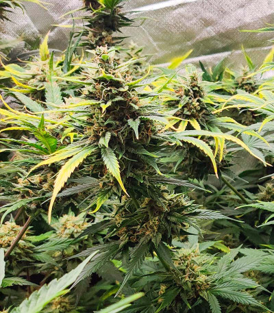 Семена сорта Auto Ak (Auto Ak 47) fem (Семяныч)