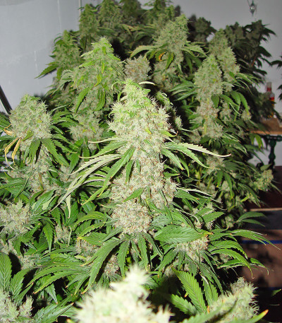 Семена сорта Bubble Gum fem (Семяныч)